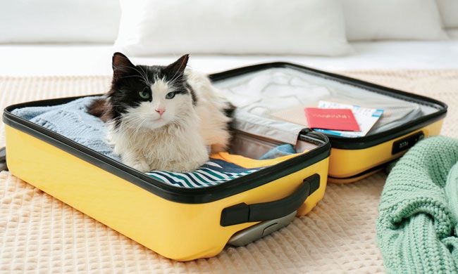 Make Summer Travel with Pets Enjoyable and Seamless