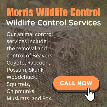 Morris Wildlife Control