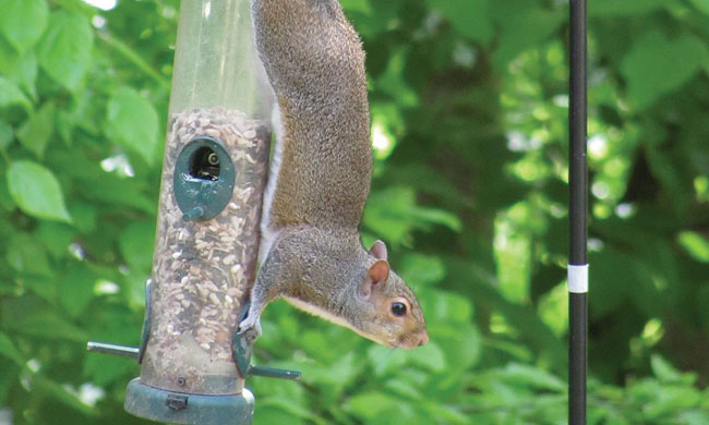 Birdfeeder Battleground: Winning the war against squirrels