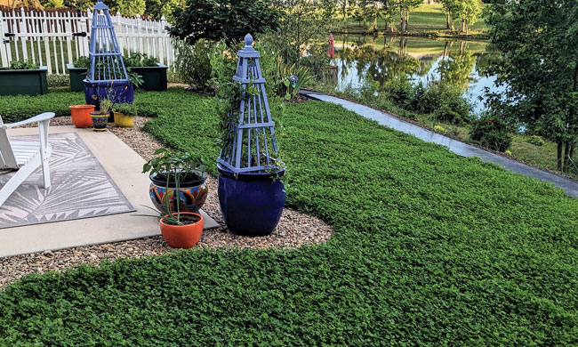 Gone Viral: 'Miniclover' is a top trending grass alternative for yards across America