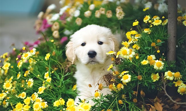 Keeping Pets Safe in the Garden