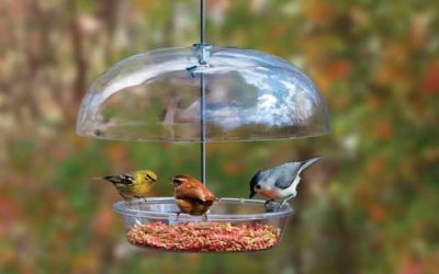 For the Birds: Feed 'em in Fall to Welcome Them Back in Winter