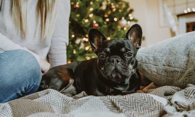 Festive Foods for Your Dog This Holiday Season