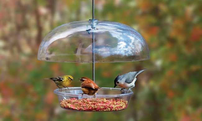 For the Birds: Feed 'em in Fall to Welcome Them Back in Winter